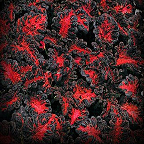 Seeds Black Dragon Coleus Fiore Seed - Estics Estics Plant Semi Bonsai Flowers, The Domestic Garden - 10 PC / Lotto