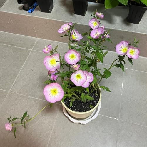 800 pcs nachtkerze pflanze samen hochbeete für garten，bodendecker samen winterhart zimmerpflanzen，gartendeko für draußen blumensamen mehrjährig winterhart blumenwiese samen，pflanzen