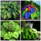 Bulbi di Hosta,squisite e decorative,hosta pianta,Hosta eccellente per piantare piante perenni che abbelliscono l'ambiente,Rizoma di Hosta.-8bulbi-D