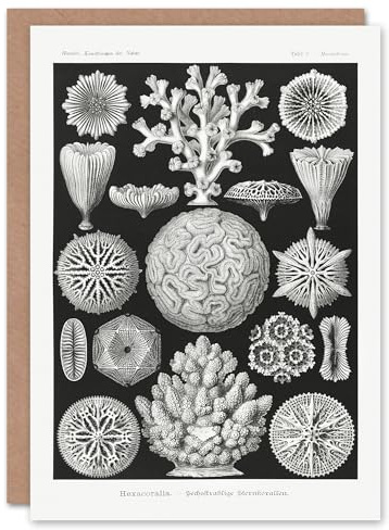 Artery8 Ernst Haeckel Art Card Hexacorallia Marine Life Illustration