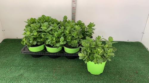 6 Piante di Menta Mojito su Vaso Nero cm 14 MODIPITRE