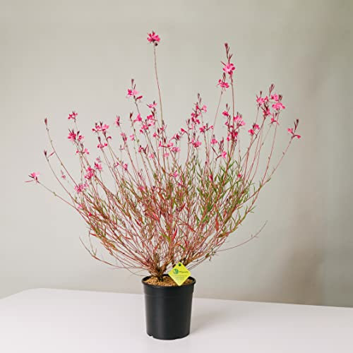 Plantì GAURA LINDHEIMERI – Pianta Vera da Interno ed Esterno, Fogliame Verde Scuro, Ideale per Vaso e Giardino, Diametro Vaso 19 cm (Gaudi red)