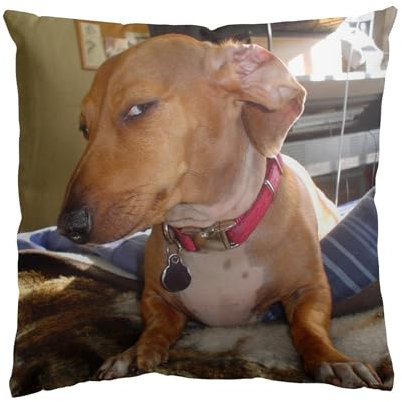 Gaslight Gatekeep Girlboss Suspicious, Sus, Side Eye, Giving Side Eye, Dackel, lustiger Meme-Kissenbezug, Kissenbezüge, Kissenbezüge 45 x 45 cm