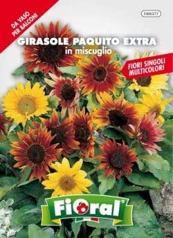Sementi da fiore di qualità in bustina per uso amatoriale (GIRASOLE PAQUITO EXTRA IN MISCUGLIO)