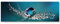 Paul Sinus Art Leinwandbilder | Bilder Leinwand 150x50cm Wassertropfen auf einer Pusteblume