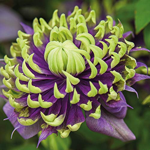 Clematis Plants Potted Outdoor Garden Climbers, Clematis Florida 'Taiga', Old Man’s Beard, Climbing Hardy Shrub, Garden Flower Plant, Climbing Plant, Supplied in 9cm Pots by Thompson and Morgan (2)