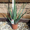 Kunert-Keramik Echte Aloe Vera,medizinisch,bis zu 70cm, sehr große Pflanzen im 2,5ltr Container