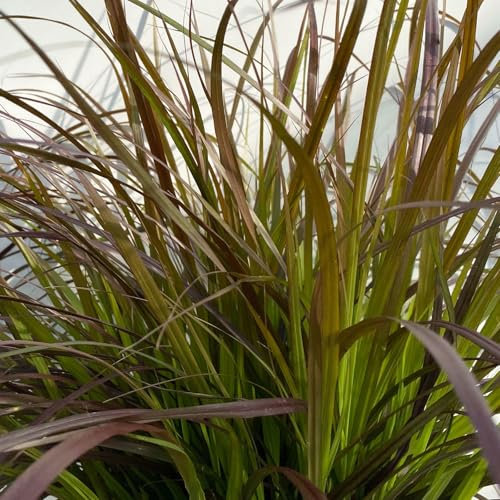 Lampenputzergras 'Rubrum' rot, Topf-Ø 21 cm