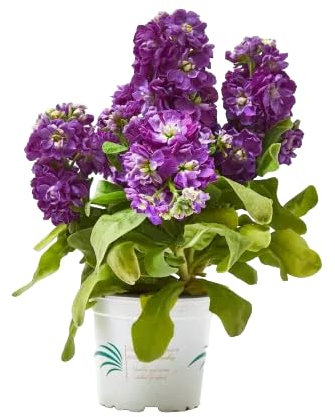 Verdecora Alhelí en maceta de Ø13cm | Matthiola incana | Planta Natural de Exterior con Flores Aromáticas y Coloridas | Ideal para Balcones, Terrazas y Jardines