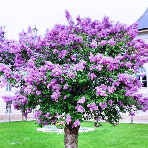 2 Purple Lilac Bushes Live Plants, Dormant in Winter Shrub, 6-12 Inch Tall
