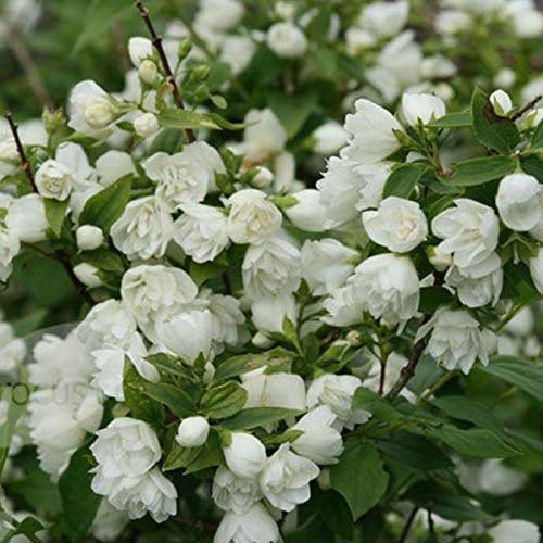 Gartenjasmin 'Manteau d'Hermine' - Philadelphus 'Manteau d'Hermine' - 40-50 cm Topf - Weiße, gefüllte Blüten