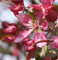 Hochstamm Zier Apfelbaum Profusion 100-125cm - Malus