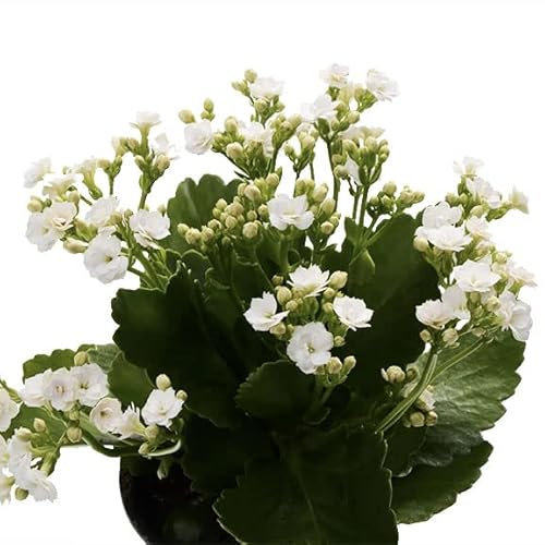 Planta Suculenta de Kalanchoe Calandiva Natural - Flores Pequeñas de Colores