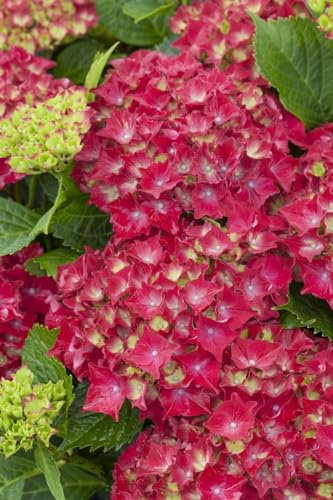 Hydrangea macrophylla 'Royal Red' 30-40 cm – Winterhart, Mehrjährig, Pflegeleicht – Bauernhortensie – Zierstrauch für Beet & Kübel