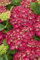 Hydrangea macrophylla 'Royal Red' 30-40 cm - Bauernhortensie, rote Blüten, Blütezeit Juni-September, ideal für Kübel und Beete, pflegeleicht