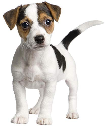 Kleberio Selbstklebender Aufkleber Jack Russel Terrier 10 x 12 cm wetterfest Autoaufkleber Wohnwagen Sticker Auto Motorrad Carravan