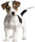 Kleberio Selbstklebender Aufkleber Jack Russel Terrier 10 x 12 cm wetterfest Autoaufkleber Wohnwagen Sticker Auto Motorrad Carravan