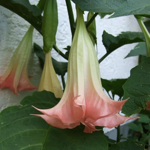 Vivai le Georgiche - Pianta vera di Brugmansia arborea Rosea Datura arborea, Stramonio arboreo Tromba d'angelo - vaso Ø 17 cm - altezza alla vendita 30-40 cm