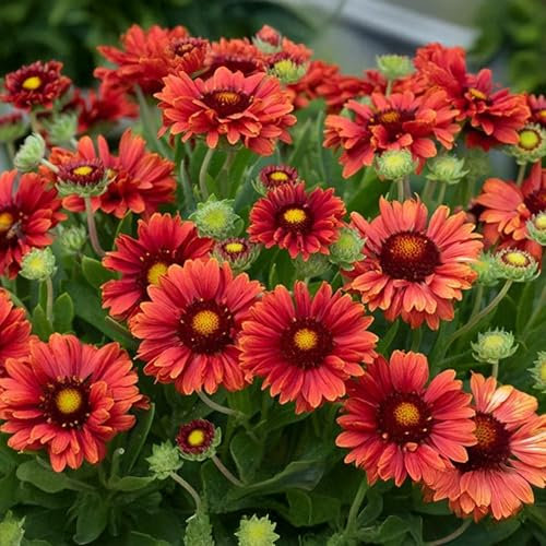 Gaillardia Guapa Red - Hardy Perennial Garden Plant - Bright Bicolour Blooms for Borders and Containers - Drought Tolerant Outdoor Flower in Pot (9cm Pot, 10-20cm)