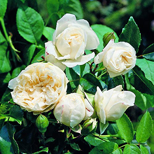 Alberic Barbier, rosa rampicante antica in vaso di Rose Barni®, pianta di rosa rampicante di gran pregio, vigorosa con fiori doppi a mazzi,h. fino a 5 metri, pianta rosa in vaso resistente, cod.14007