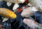 hansepuzzle 20407 - Koi-Karpfen Puzzle 130 Teile | Tierwelt Puzzle mit hochwertiger Puzzle Aufbewahrung: Kartonbox und wiederverschließbarem Beutel | Puzzle-Maße: 28,7 x 20 cm