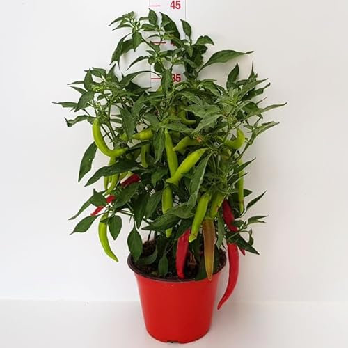 Peperoncino Capsicum Red Joker Red | Pianta di Peperoncino Aromatico e Ornamentale | Piccantezza Media – Frutti Lunghi e Carnosi | Portamento Cespuglioso