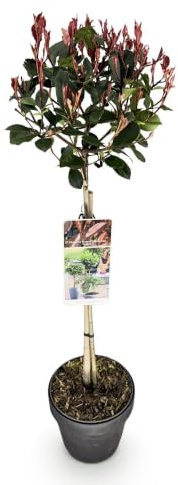 Alberello di Photinia Sempreverde, da Esterno, Rosso Verde, Vaso 19cm H90cm