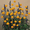 AGROBITS Craspedia Globosa Drumstick 100 See