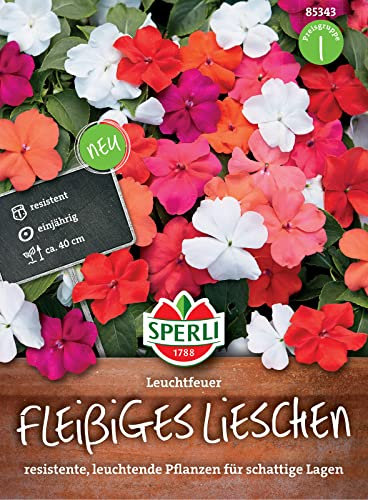 Sperli 85343 Fleißiges Lieschen Leuchtfeuer, resistent gegen falschen Mehltau, ideal für Kübel und Hochbeete