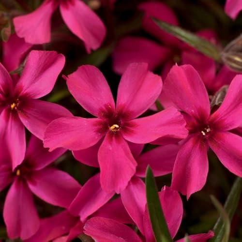 Plant Theory 9cm Pot Phlox Subulata Scarlet Flame Moss Phlox Alpines Perennial