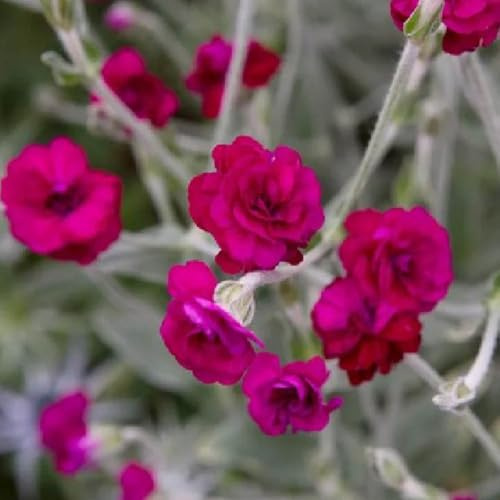 Vexiernelke, für sonnige plätze blumenwiese geschenke für gartenliebhaber exotische bodendecker 500Samen