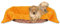 Bestlivings Tierdecke Hundedecke Kuscheldecke Haustierdecke, kuschelig weich in vielen erhältlich (90x140 cm/orange - apricot)