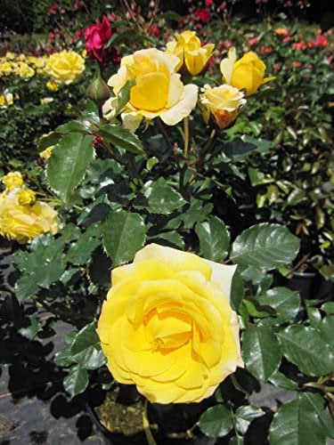 Rosa Sunmaid ® - Beetrose Sunmaid ® - Kordes Rose - ADR Rose