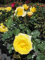 Rosa Sunmaid ® - Beetrose Sunmaid ® - Kordes Rose - ADR Rose