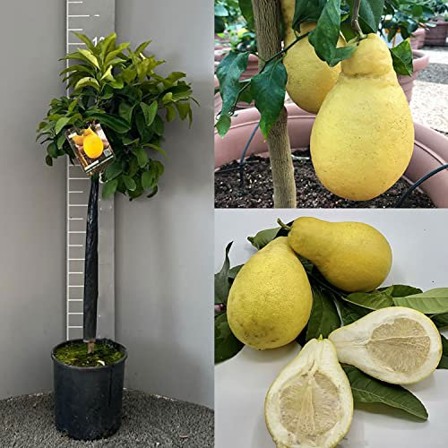SAVINI VIVAI Zitronenpflanze, Zitrusbaum, Lemon Commendatore Birne, im 24 cm Topf, Höhe 90-110 cm, 3-4 Jahre Veredelung, hergestellt in Italien