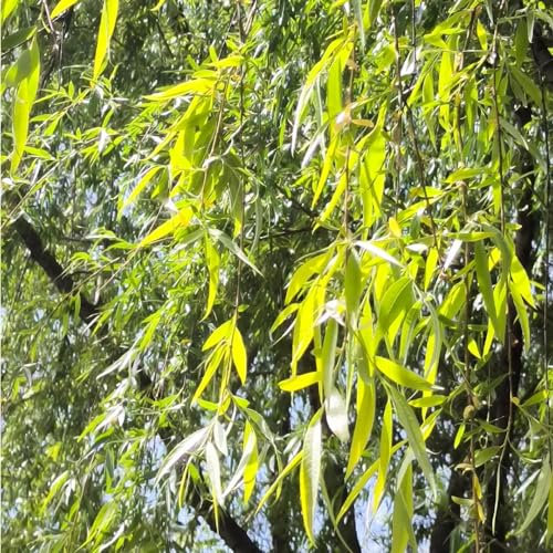 25 pcs trauerweide baum kaufen samen, baumsamen, pflanzensamen geschenk (Salix babylonica) bienenweide, pflanzen balkon saatgut, bio saatgut samen geschenk, exotische pflanzen winterhart