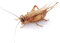 proinsects Heimchen groß | 4 Dosen | 160 STK