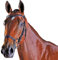 Collegiate ComFiTec Training Snaffle Bridle Warmblood Black