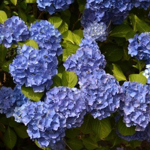 Hortensie Hydrangea macrophylla blau 30–40 cm im Topf | 1x blühende Bauernhortensie großblumig & winterhart | sofort pflanzbar