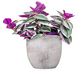 Tradescantia Nanouk Altezza 30 cm, Pianta Vera, Pianta da Interno, Vaso Artigianale in Cemento (onda)