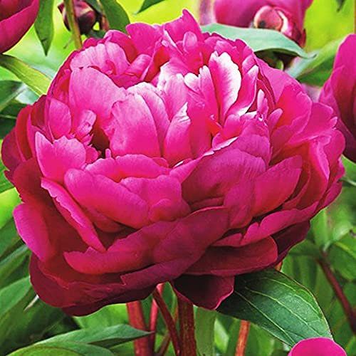 Cooto Garten Pfingstrosen Zwiebeln – Rhizom Chinesische Pfingstrose Rosa Karl Rosenfield - Pfingstrosen Pflanzen Winterhart – Blumen Deko für Garten und Balkon - Blumenzwiebeln Mehrjährig