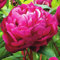 Cooto Garten Pfingstrosen Zwiebeln – Rhizom Chinesische Pfingstrose Rosa Karl Rosenfield - Pfingstrosen Pflanzen Winterhart – Blumen Deko für Garten und Balkon - Blumenzwiebeln Mehrjährig
