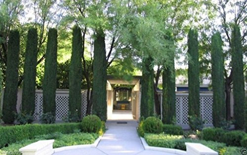 cipresso italiano (Cupressus sempervirens) 10 Semi, toscana, o Cimitero Cypress,