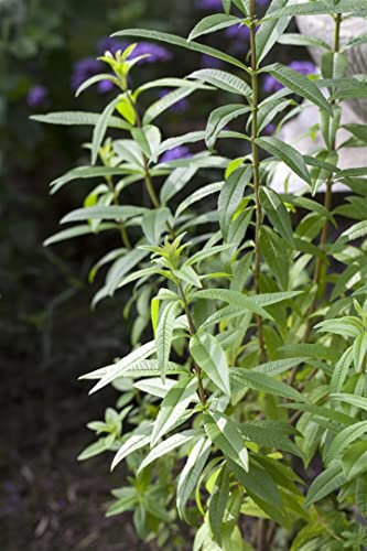 Aloysia triphylla ca. 9x9 cm Topf - Zitronenverbene, aromatische Blätter, ideal für Tee und Duftgärten, pflegeleicht, bienenfreundlich