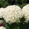 Ballhortensie Annabelle große weiße Ballblüten von Juli bis September Hydrangea