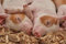 Yingxin34 1500 Teile Puzzle für Kinder – Schwein Jedes Teil ist einzigartig, die Teile passen perfekt zusammen – 87 x 57 cm (34,25 x 22,44 Zoll)