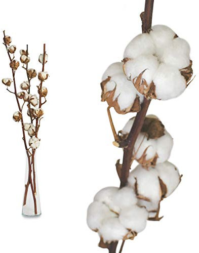 Interflowers GmbH Baumwolle - 45 bis 55cm - 5 bis 7 Blüten pro Baumwollzweig - echte Pflanze getrocknet sehr lange haltbar - prima Dekoration mit Stil Deko DIY basteln Floristik (3 Zweige)