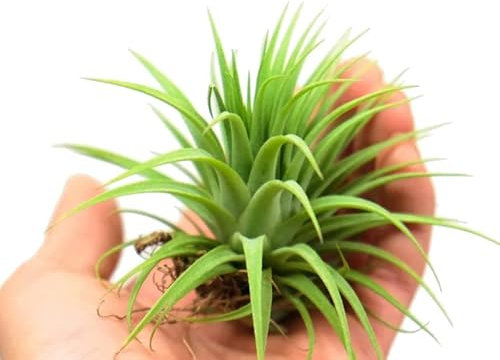 DECOALIVE Tillandsia Iotha Verde Planta Natural para el Hogar