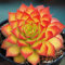 YouGarden Sempervivum 'Gold Nugget' in a 9cm Pot, Succulent Ready to Plant