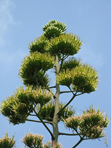 100 Agave americana Samen ~ Maguey Syriup ~ große und lange Leben Centuryplant